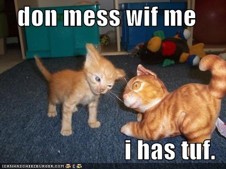 funny-pictures-kitten-is-tough-and-should-not-be-messed-with